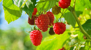 Raspberry Leaf Tea